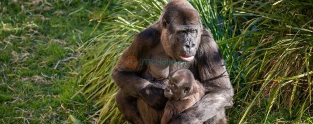 Mogo Wildlife Park Ticket – Book Online for Animal Encounters & Entry Deals - JTR Holidays - Image 3 of 5