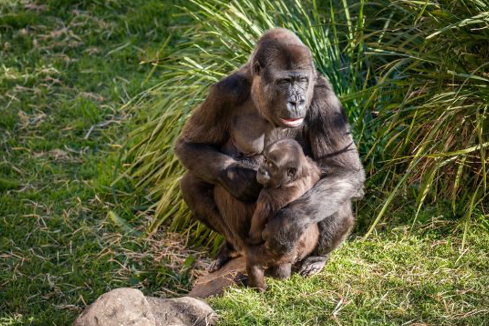 莫果野生动物园门票 - 图片 3 的 5