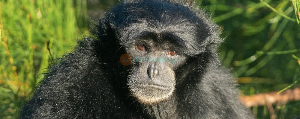 Mogo Wildlife Park Ticket – Book Online for Animal Encounters & Entry Deals - JTR Holidays - Image 4 of 5