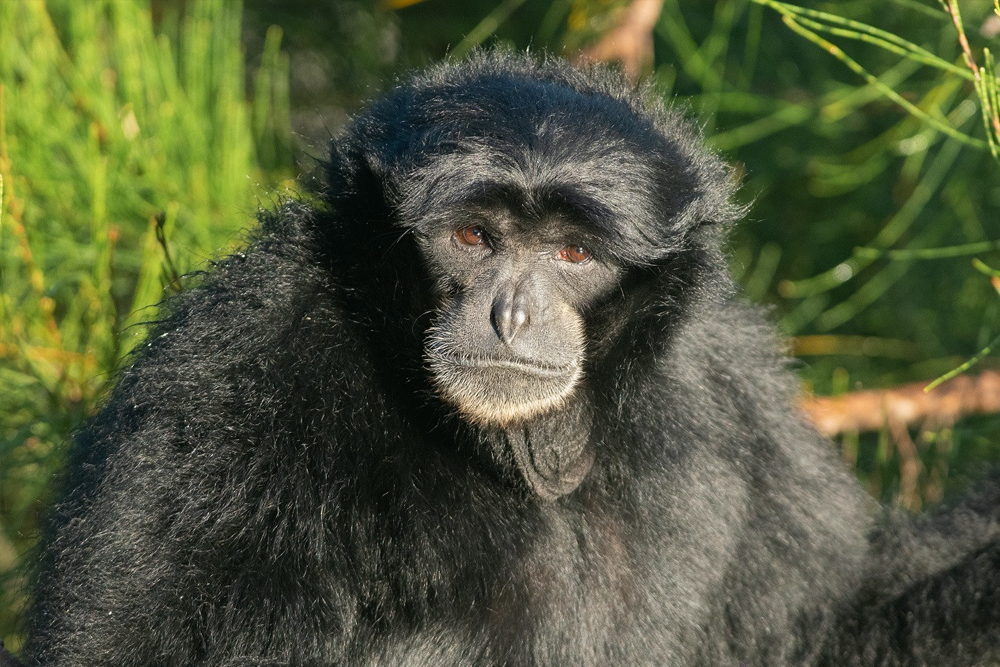 莫果野生动物园门票 - 图片 4 的 5