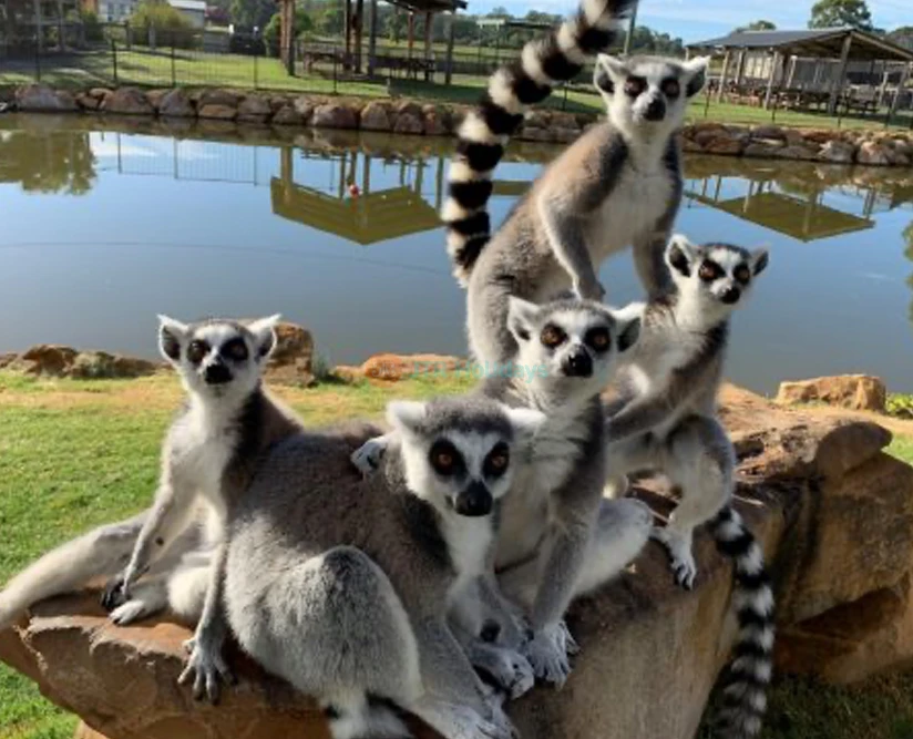 Mogo Wildlife Park Ticket – Book Online for Animal Encounters & Entry Deals - JTR Holidays - Image 5 of 5