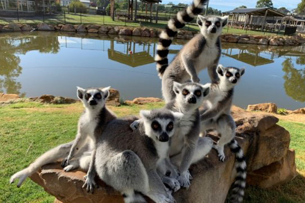 莫果野生动物园门票 - Image 5 of 7