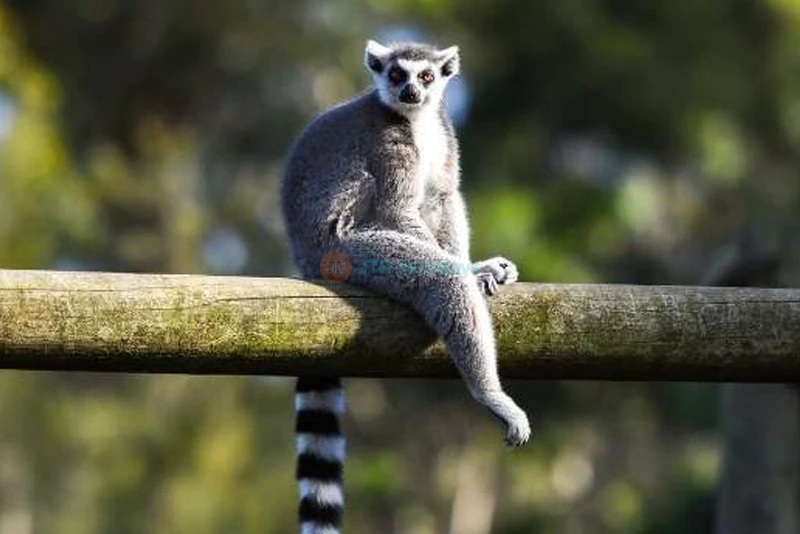 Mogo Wildlife Park Ticket – Book Online for Animal Encounters & Entry Deals - JTR Holidays