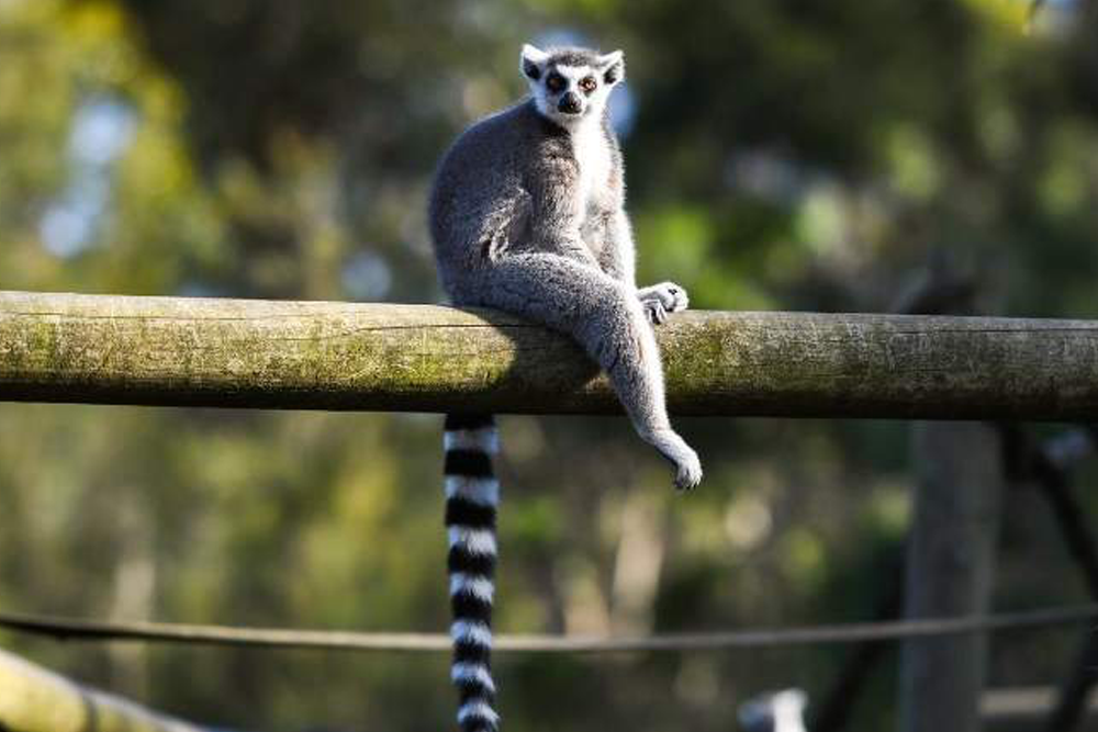 莫果野生动物园门票 - Image 6 of 7