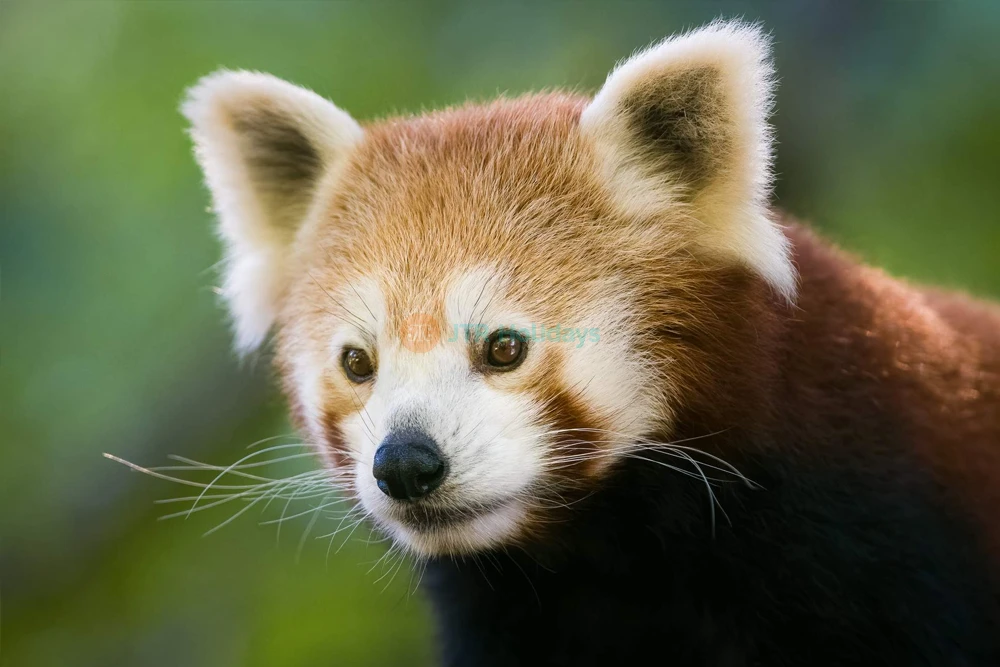 Mogo Wildlife Park Ticket – Book Online for Animal Encounters & Entry Deals - JTR Holidays