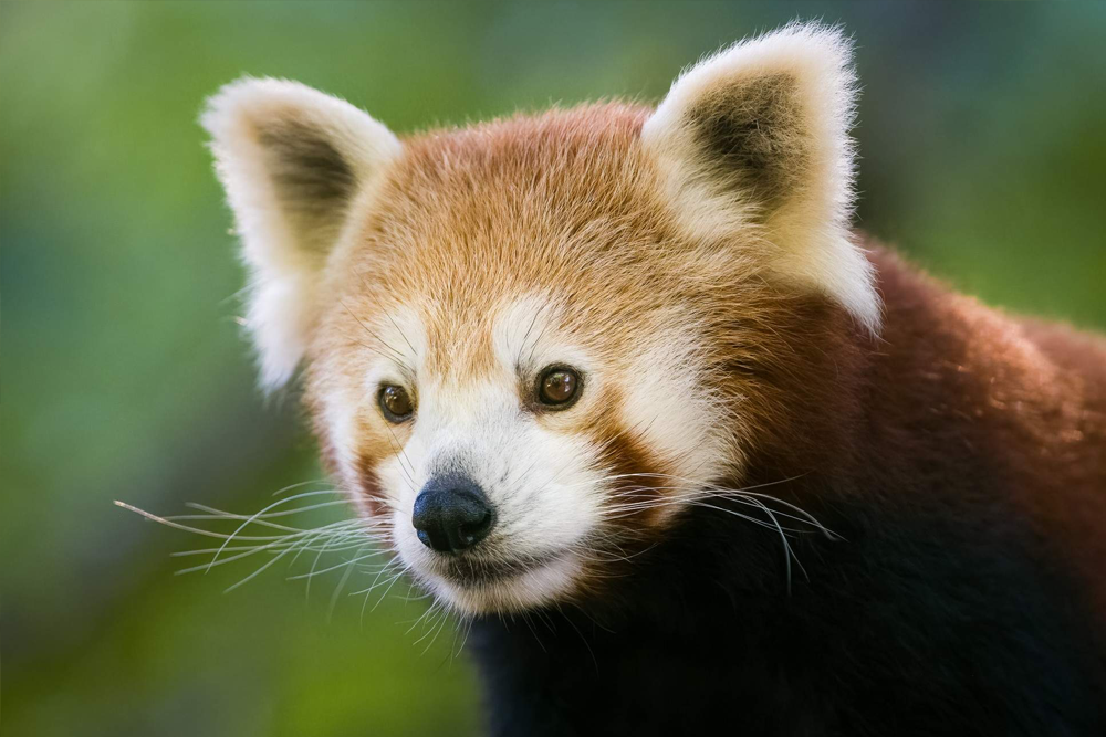 莫果野生动物园门票 - Image 7 of 7