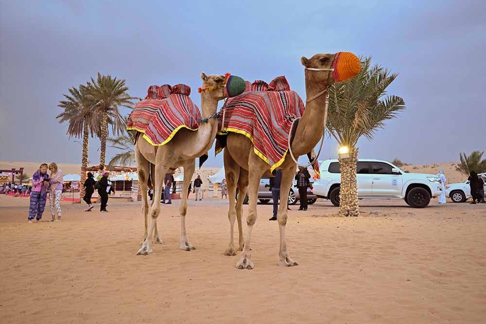 Caravanserai Desert Safari Dubai - We bring the VIP Desert Safari Dubai also known as the Caravan Safari. Learn about a fascinating part of regional history and see the stunning desert setting firsthand, with our incredible catered Dubai Caravan Safari. Our guests will be able to enjoy various different entertainment acts, many of which are traditional to the region, such as belly dancing, Tanura dancing, and a daring fire show. Sit down to a mouth-watering luxury banquet and enjoy the entertainment. Caravanserai Desert Safari Dubai - Image 5 of 5