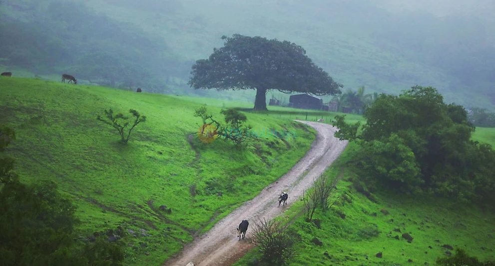 Salalah Tour Package - 4 ليالٍ 5 أيام - Image 1 of 5