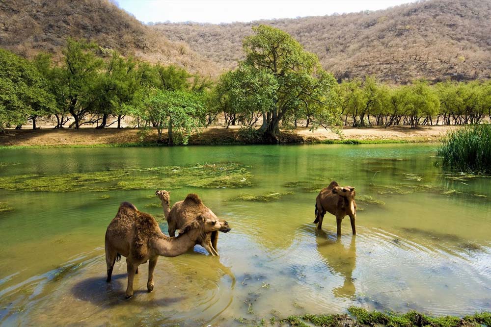 عطلة خريف صلالة 2025 من دبي بالحافلة – جي تي آر هوليديز - Image 9 of 11