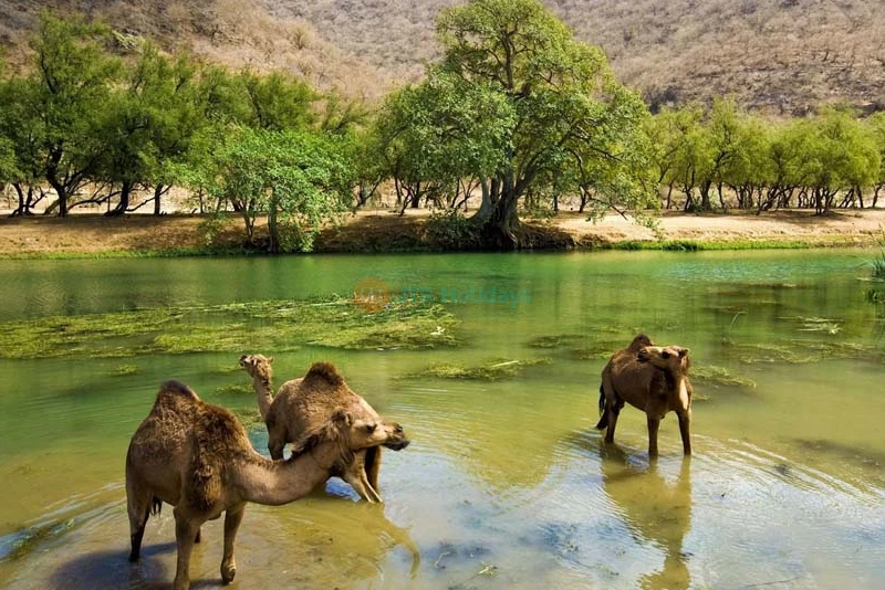 Salalah Tour Package - 4 Nights 5 Days
