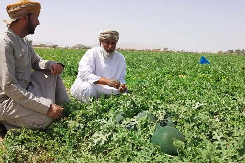 Salalah Tour Package - 4 ليالٍ 5 أيام - Image 11 of 11