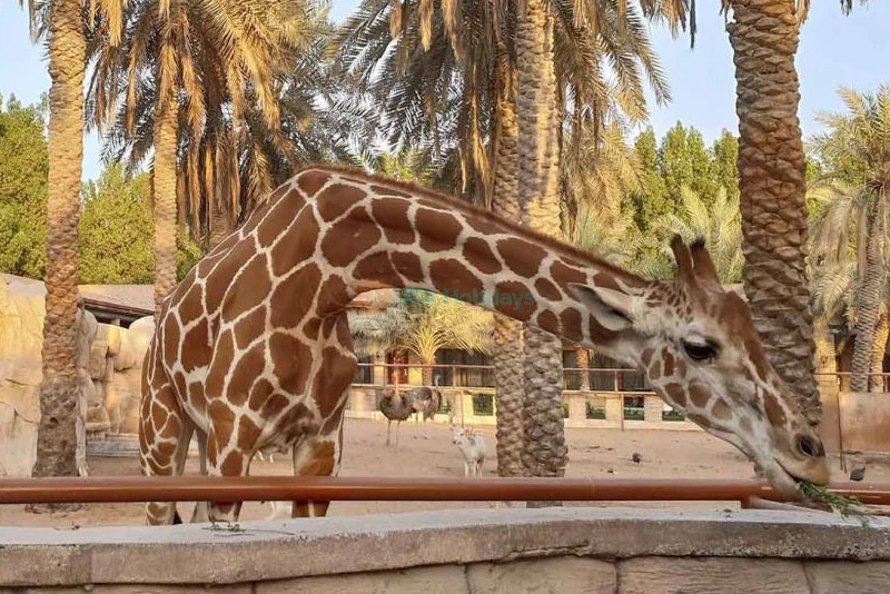 Abu Dhabi City Tour with Emirates Park Zoo Tickets - JTR Holidays