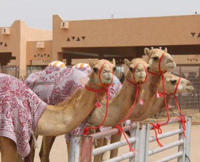 Al Ain City Tour from Dubai - JTR Holidays offer Al Ain City Tour Package with Pick Drop from Dubai & Sharjah. Trip Deals included Lunch, Zoo Ticket, AL Ain Museum, Camel Market... Al Ain City Tour from Dubai - Image 2 of 5