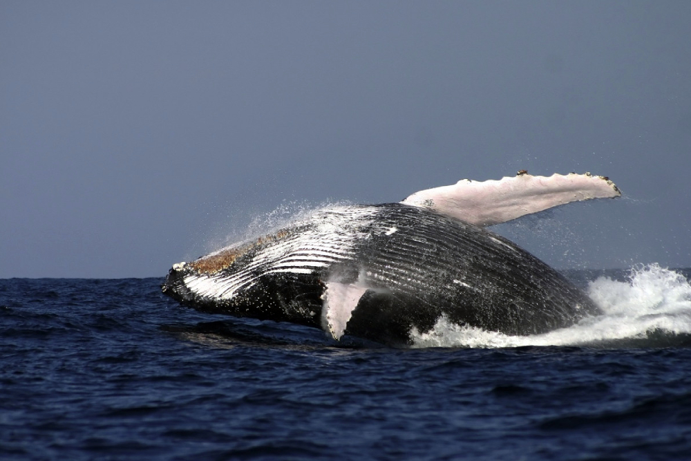 Sydney Whale Watching Cruise Ticket - Experience an unforgettable Sydney Harbour Whale Watching Tour. Spot humpback whales up close, enjoy expert commentary on whale migration, and cruise past iconic Sydney landmarks. Book your whale watching cruise tickets online today. Sydney Whale Watching Cruise Ticket - Image 1 of 5
