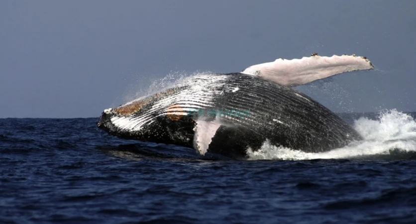 Sydney Harbour Whale Watching Tour Ticket - JTR Holidays