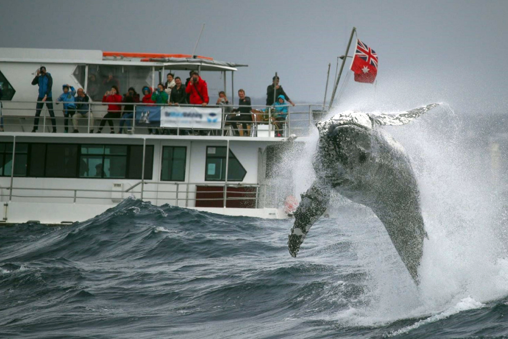 Sydney Whale Watching Cruise Ticket - Experience an unforgettable Sydney Harbour Whale Watching Tour. Spot humpback whales up close, enjoy expert commentary on whale migration, and cruise past iconic Sydney landmarks. Book your whale watching cruise tickets online today. Sydney Whale Watching Cruise Ticket - Image 2 of 5