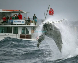 Sydney Harbour Whale Watching Tour Ticket - JTR Holidays