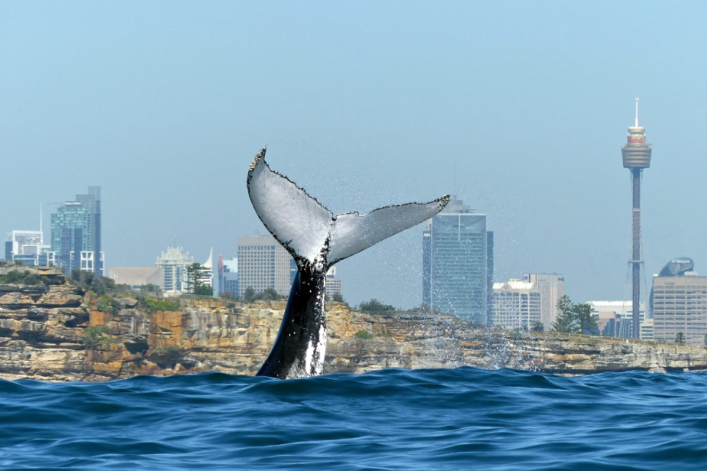 Sydney Whale Watching Cruise Ticket - Image 3 of 6