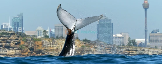 Sydney Harbour Whale Watching Tour Ticket - JTR Holidays