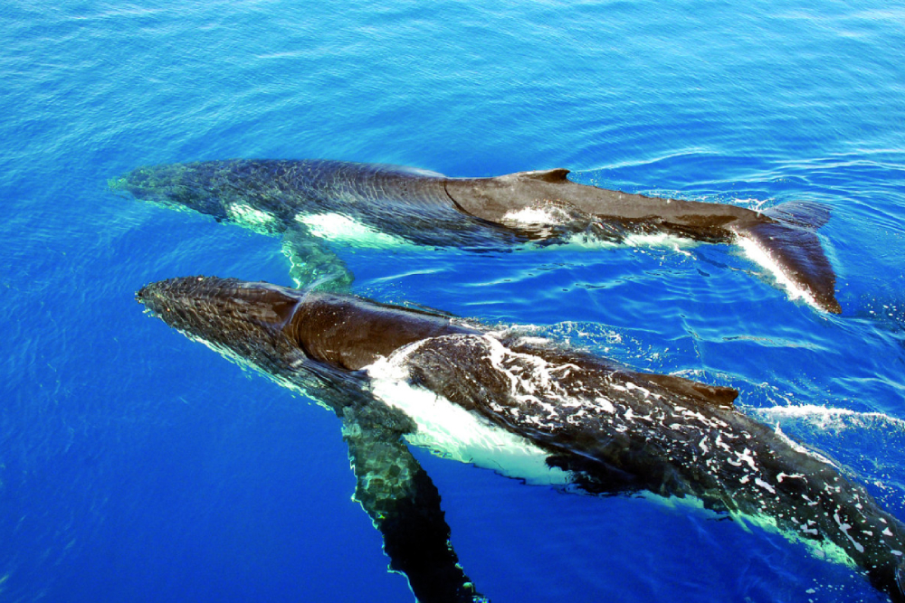 Sydney Whale Watching Cruise Ticket - Image 4 of 5