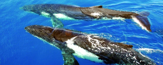 Sydney Harbour Whale Watching Tour Ticket - JTR Holidays