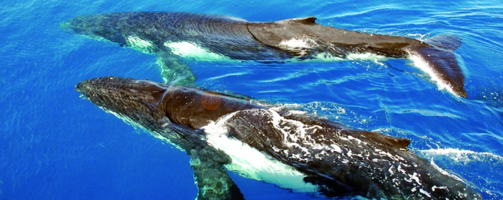 Sydney Whale Watching Cruise Ticket - Image 4 of 5