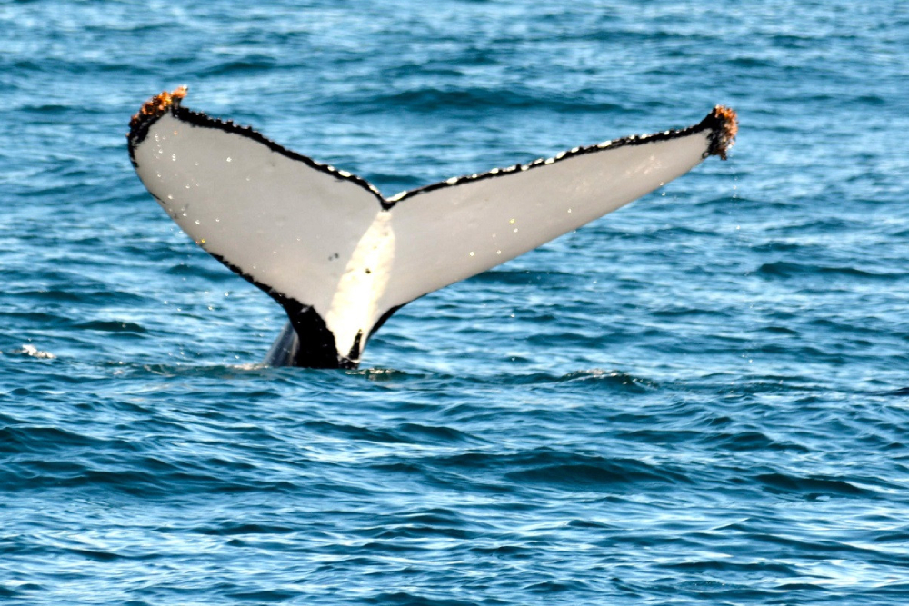 Sydney Whale Watching Cruise Ticket - Experience an unforgettable Sydney Harbour Whale Watching Tour. Spot humpback whales up close, enjoy expert commentary on whale migration, and cruise past iconic Sydney landmarks. Book your whale watching cruise tickets online today. Sydney Whale Watching Cruise Ticket - Image 5 of 5