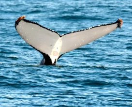 Sydney Harbour Whale Watching Tour Ticket - JTR Holidays