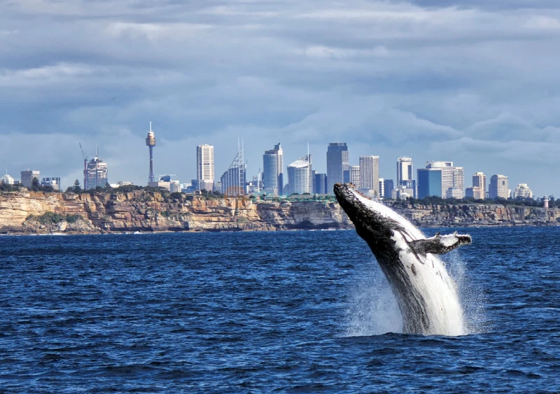 Biglietto Crociera Avvistamento Balene a Sydney