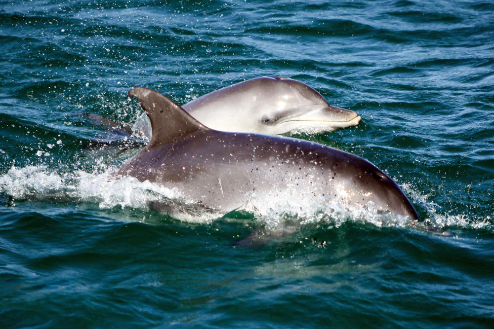 Port Stephens Dolphin Discovery Cruise Ticket - Image 1 of 5