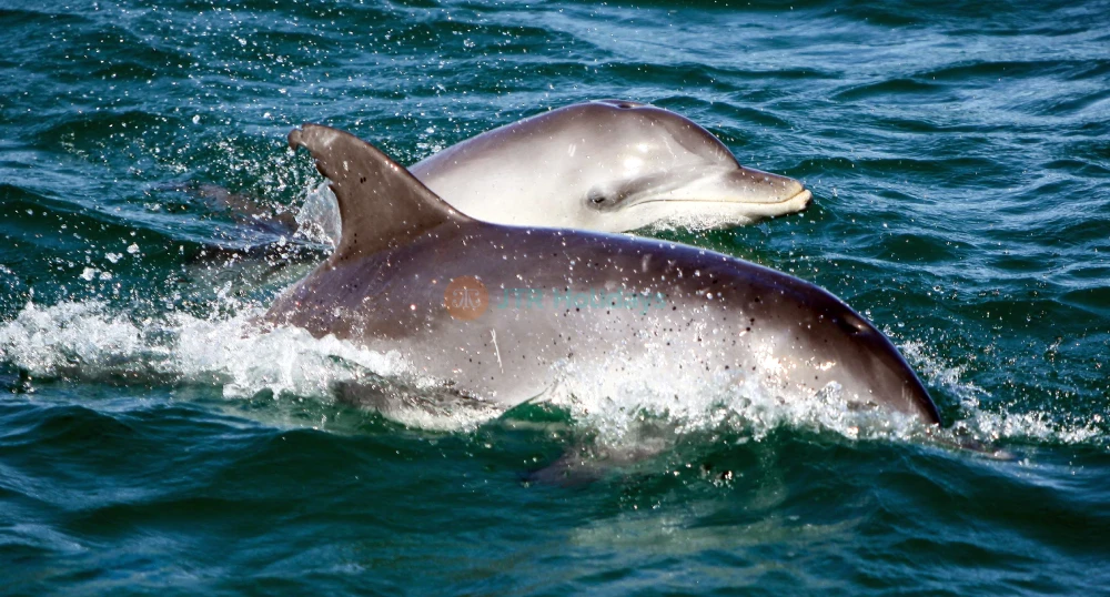 Port Stephens Dolphin Discovery Cruise Ticket - Image 1 of 5