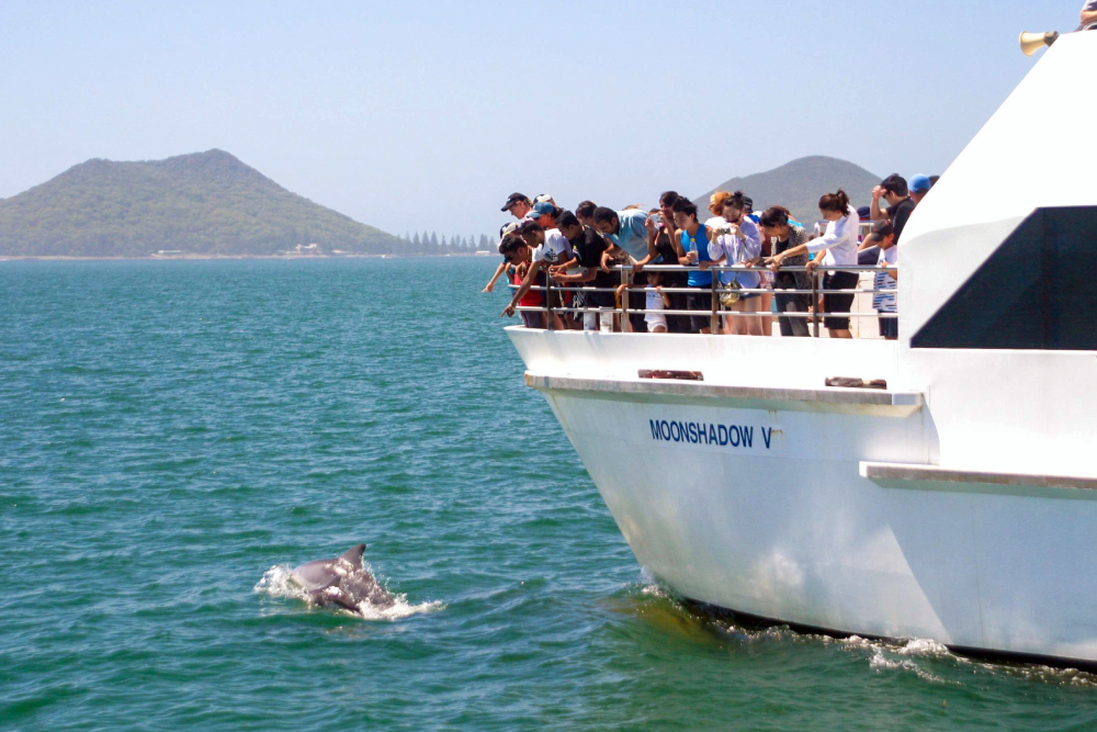 Port Stephens Dolphin Discovery Cruise Ticket - Image 2 of 5