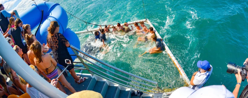 Billet pour la croisière découverte des dauphins à Port Stephens - Image 4 sur 5