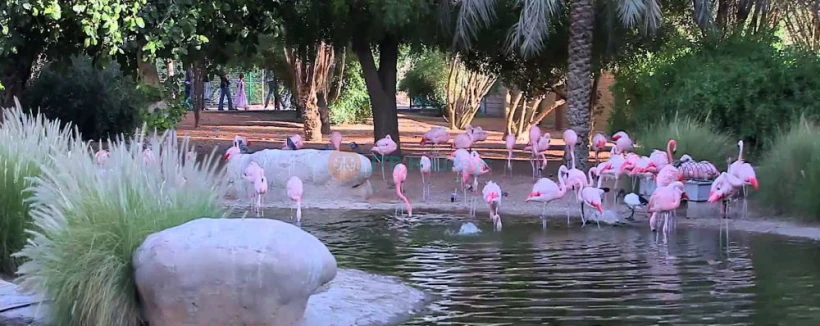 Al Ain City Tour from Dubai - JTR Holidays offer Al Ain City Tour Package with Pick Drop from Dubai & Sharjah. Trip Deals included Lunch, Zoo Ticket, AL Ain Museum, Camel Market... Al Ain City Tour from Dubai - Image 4 of 5