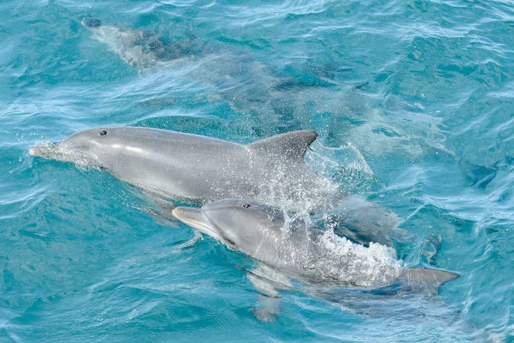 Port Stephens Delfin-Entdeckungsfahrt Ticket - Bild 5 von 5