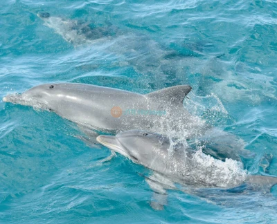 Billet pour la croisière découverte des dauphins à Port Stephens - Image 5 sur 5