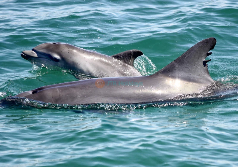 Port Stephens Dolphin Discovery Cruise Ticket