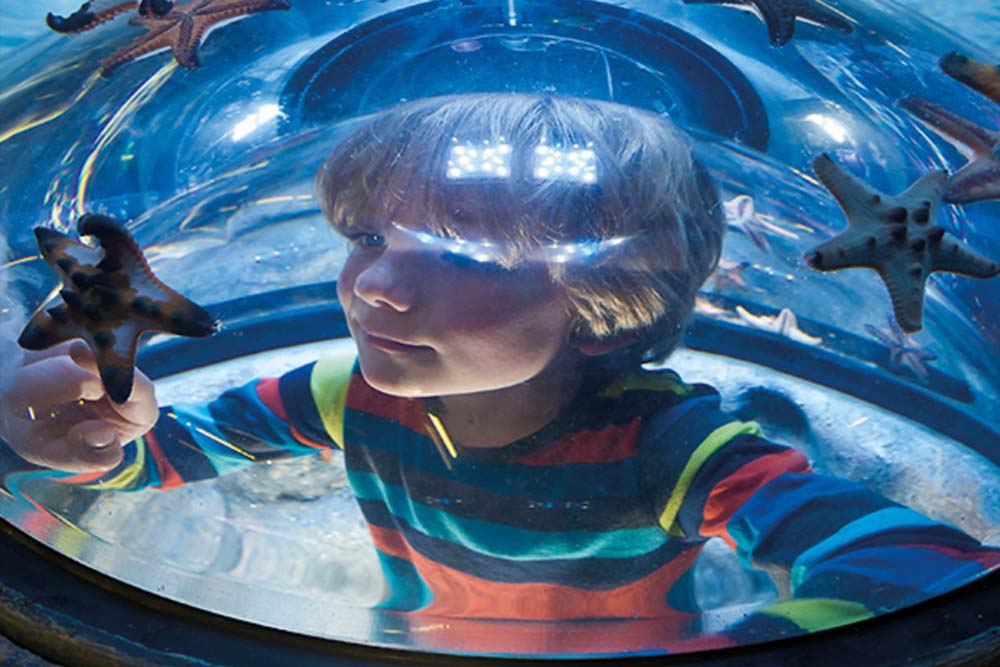 新泽西海洋生命水族馆 - 图片 2 的 5