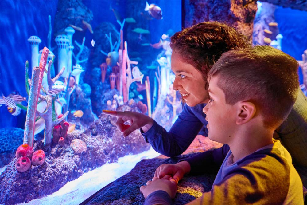 新泽西海洋生命水族馆 - Image 4 of 7