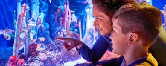 SEA LIFE New Jersey Aquarium at American Dream | Family-Friendly Marine Adventure - JTR Holidays