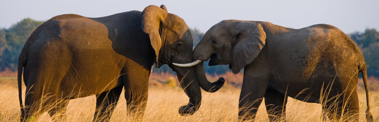 Explore Wildlife Adventures with Exclusive Zoo Tickets - JTR Holidays