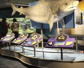 New England Aquarium Tickets | Explore Boston’s Top Marine Life Attraction - JTR Holidays