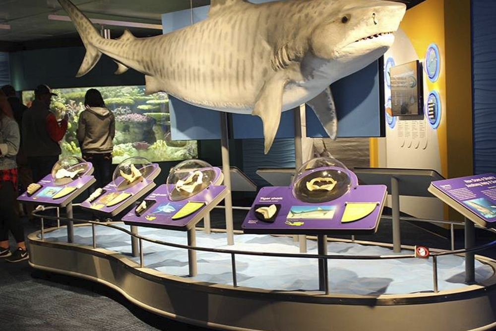 新英格兰水族馆门票 - 图片 5 的 5