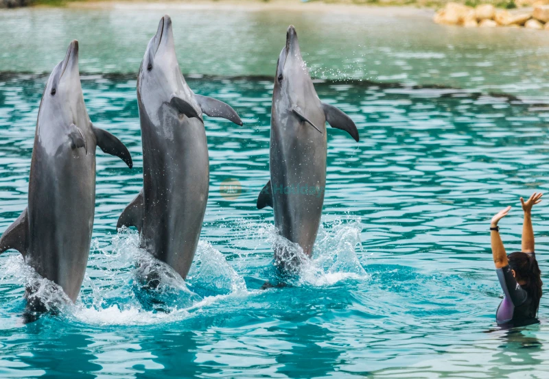 Sea World Gold Coast Australia