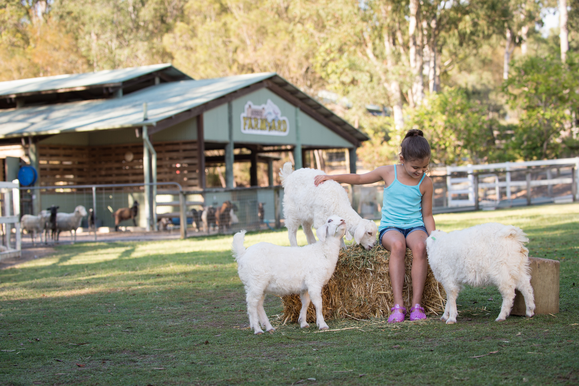 Paradise Country Farm - Gold Coast - Image 3 of 5