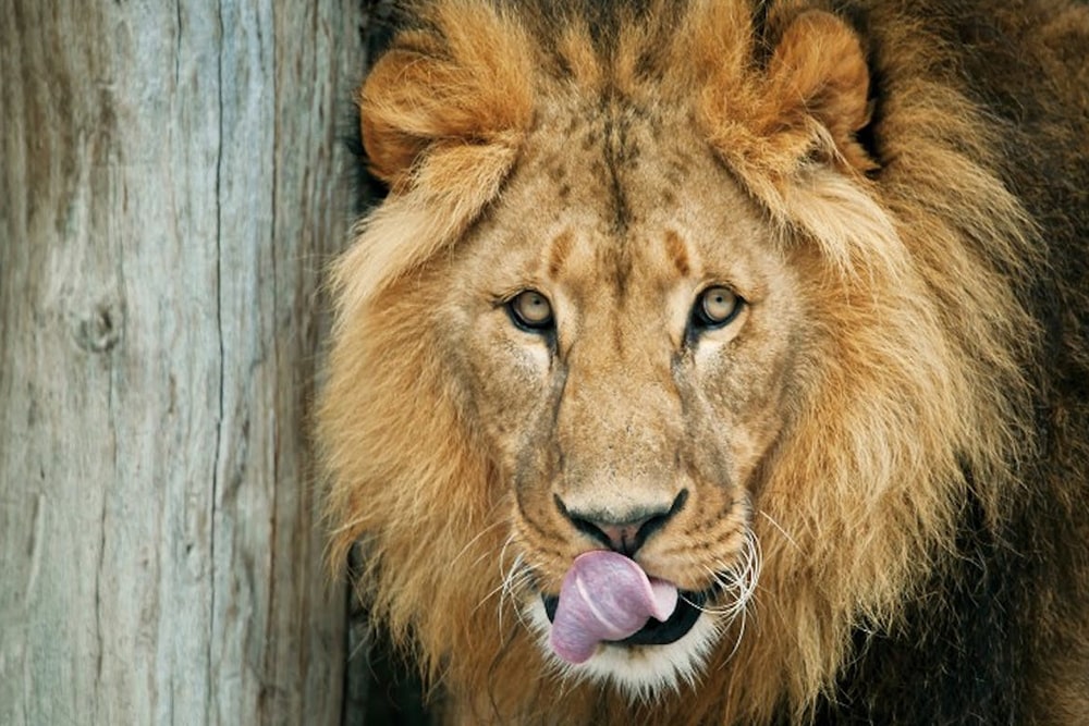 美泉宫动物园门票 - Image 1 of 5