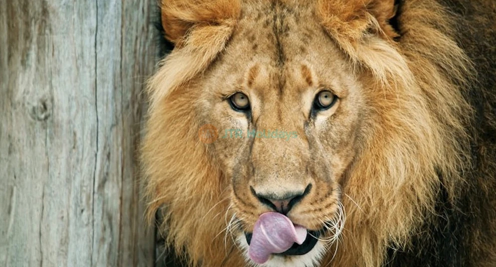 Schönbrunn Zoo Tickets – Skip-the-Line Entry in Vienna - JTR Holidays - Image 1 of 5