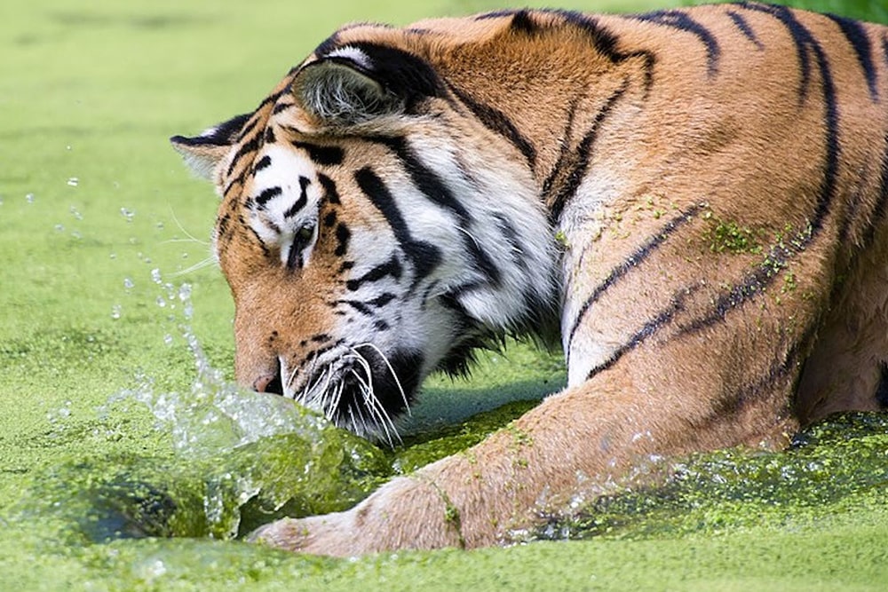 美泉宫动物园门票 - 图片 3 的 5