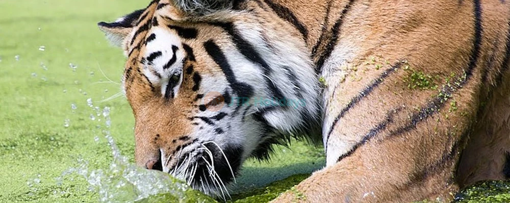 Schönbrunn Zoo Tickets – Skip-the-Line Entry in Vienna - JTR Holidays - Image 3 of 5