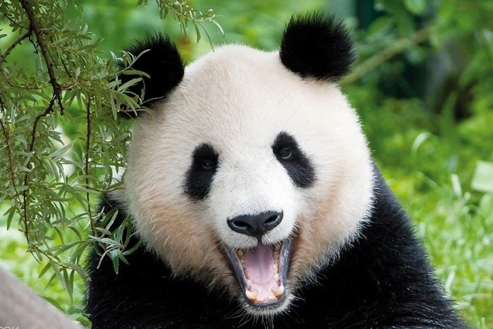 美泉宫动物园门票 - 图片 5 的 5